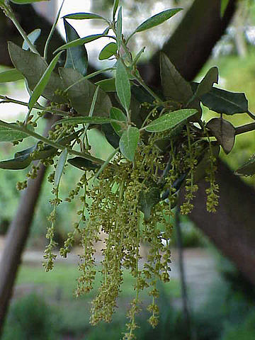 Flora Guara central y Valle de la Gloria - Carrasca o Encina